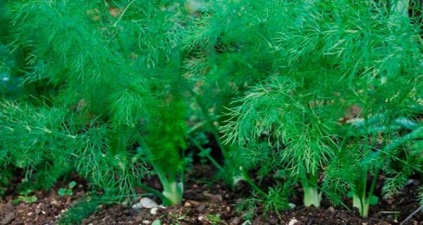 This is the Plant That the Doctors dont Want to Grow in Your House