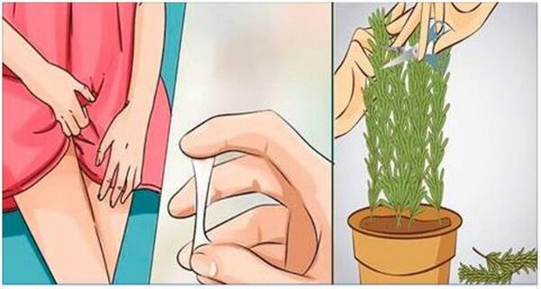 herbs