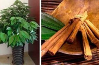 How About Having Your Own Organic Cinnamon Perfuming Your House Today We Will Teach You How To Grow it