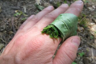 plantago major