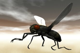 fly