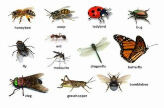 insects