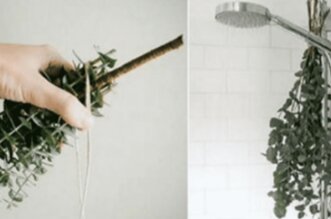 Eucalyptus