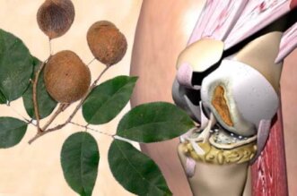 Copaiba