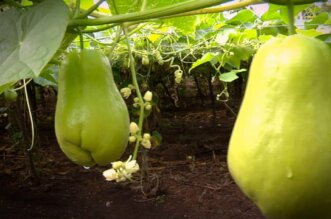 Chayote
