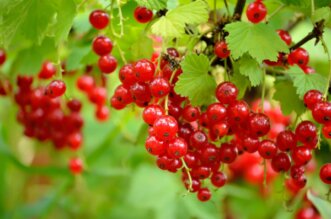 Redcurrant