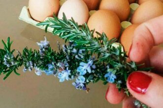 Rosemary