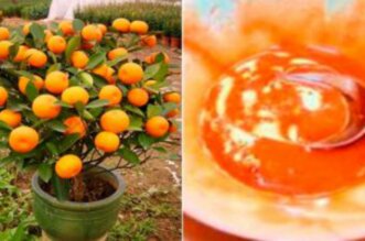 Tangerine Peel Tea