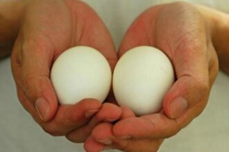 eggs