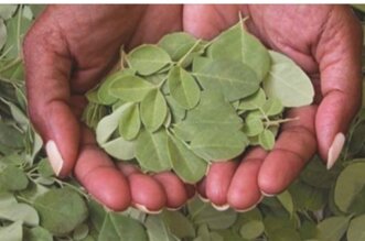 moringa